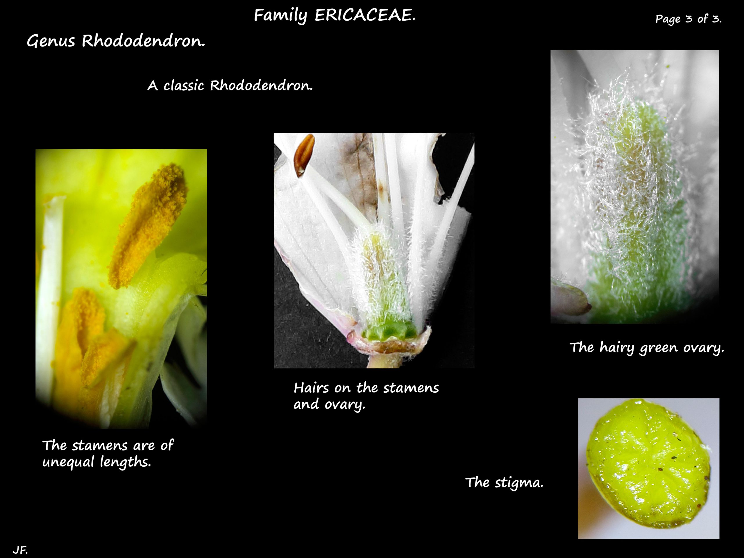 5 Rhododendron stamens & ovary